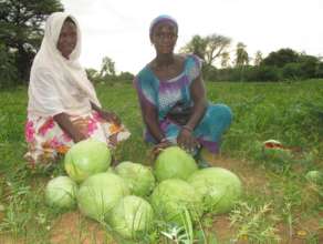 A bountiful watermelon harvest