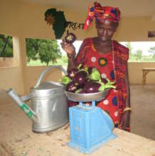 Weighing eggplant grown in the Ouarkhokh garden