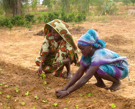 Women transfer seedlings into a garden bed