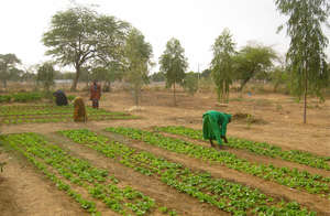 Women working in the Ouarkhokh cooperative garden