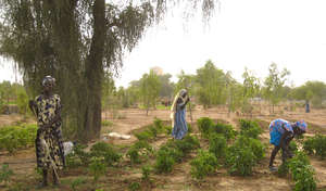 Women work in cooperative groups