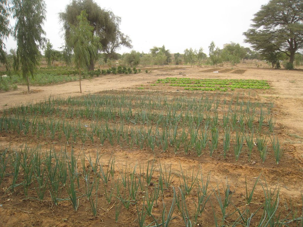 Food Security for 1,800 Villagers in Senegal