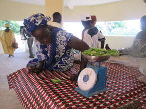 Women weigh their okra harvest in Ouarkhokh