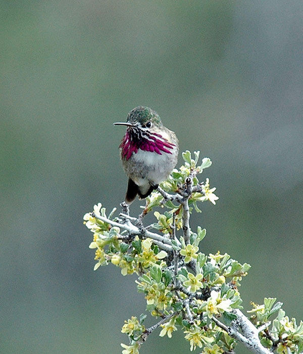 Help Yellowstone-Area Youth Discover Nature!
