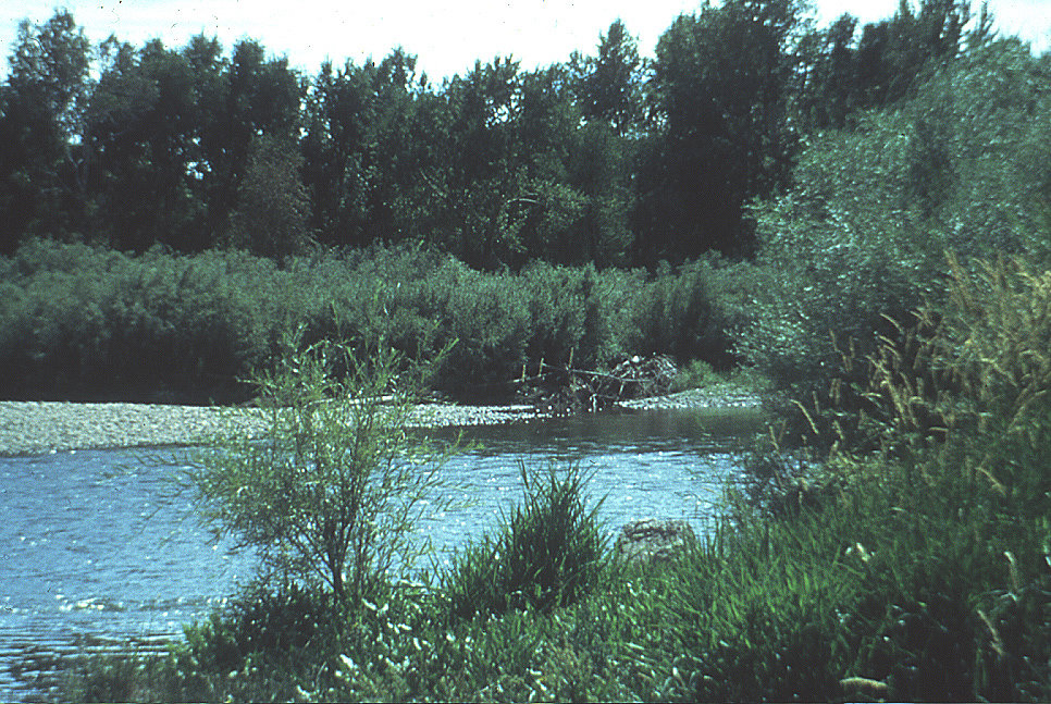 Help Yellowstone-Area Youth Discover Nature!