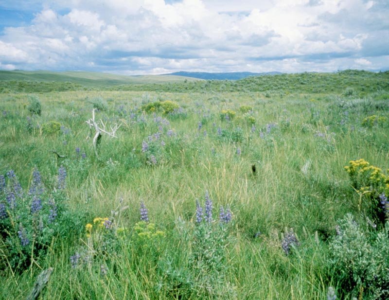 Help Yellowstone-Area Youth Discover Nature!