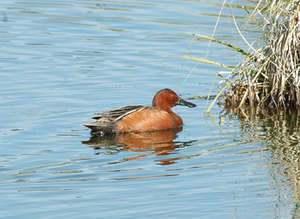Cinnamon Teal Vists Shallow Mill Pond
