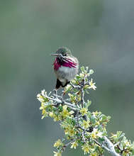Calliope Hummingbird