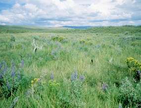 Sage Grassland with Lupine & Distant Hills