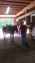 From the ground--grooming before riding