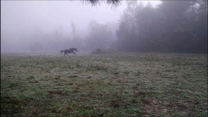 horse in the mist
