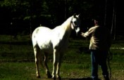 Equine Therapy for 20 Veterans in Hopkinton NH