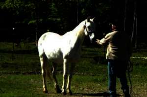 Equine Therapy for 20 Veterans in Hopkinton NH