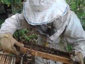 Checking out the hive