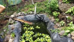 Solar pump oxygenates water at tilapia tank