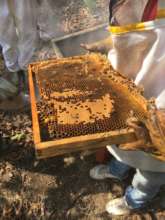 Arnica Flower Honey