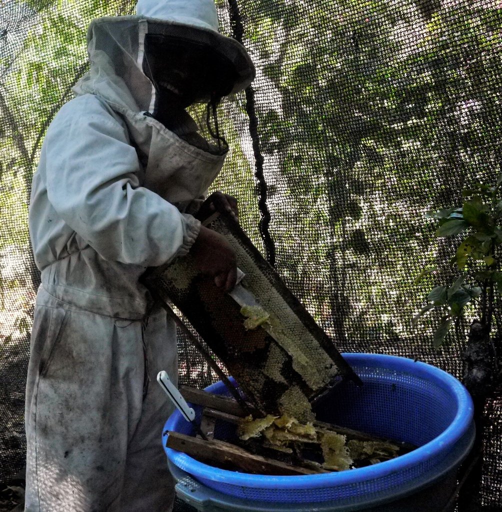 Grow an Indigenous Youths' Beekeeping Cooperative