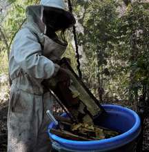 A Bee Boy harvests honey from the comb