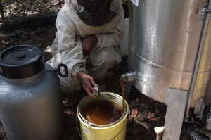 Sieving honey from the exctractor