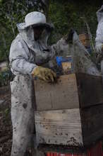 Checking up on the bees