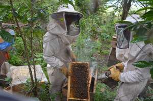 Bee Hives in the Coffee fields