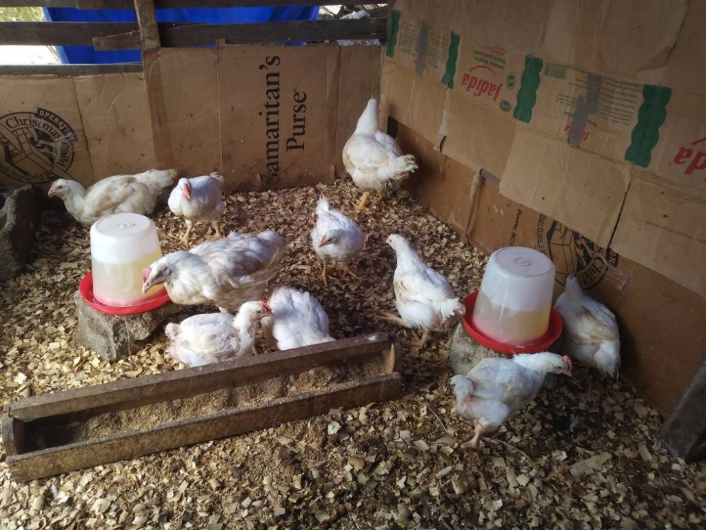 Eva's poultry