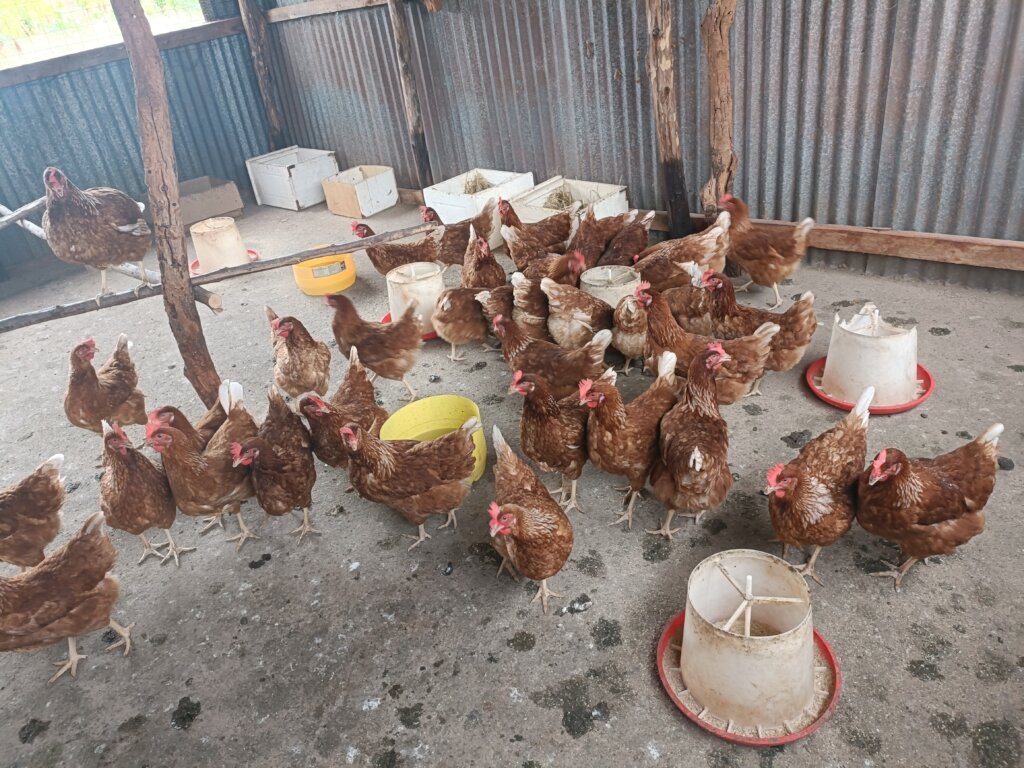 Chickens for distribution
