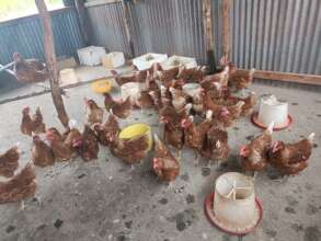 Chickens for distribution