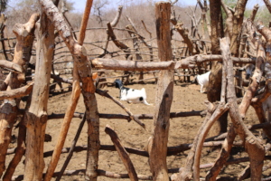 A typical goat pen.