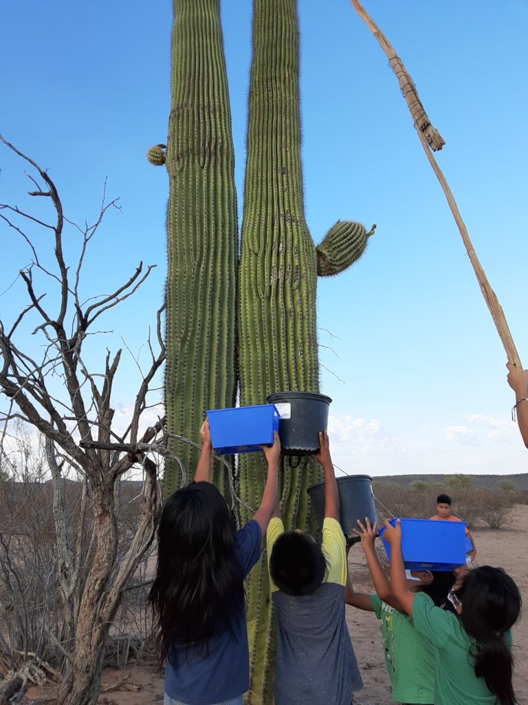 Bahidaj (Ha:san or saguaro fruit) Harvest Team