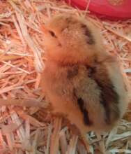 Baby chick born in Ruth's Oidag