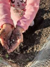 Aurora in Ruth's Garden, Family Planting Day