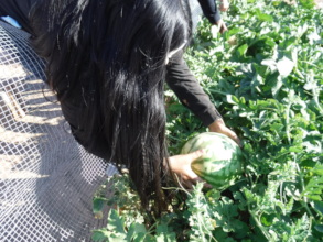 Ruth's Garden Watermelon Harvest