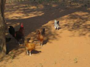 Chickens are a lifesaver for the frail and elderly