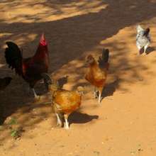 Chickens for eggs - saving lives in Darfur