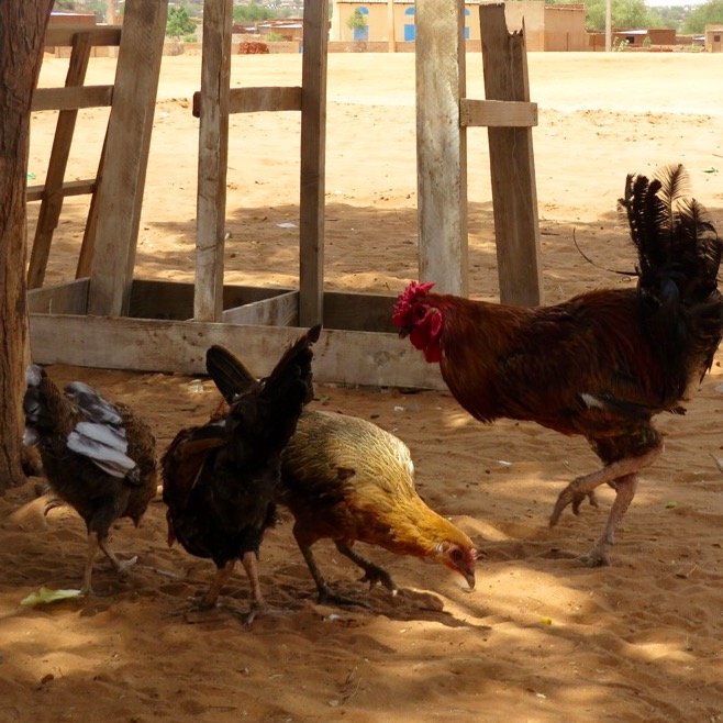 Eggs to feed hungry Grandmothers in Darfur