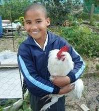 Chickens work for us