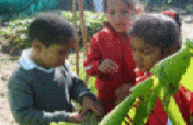 The Organic Classroom Program in South Africa