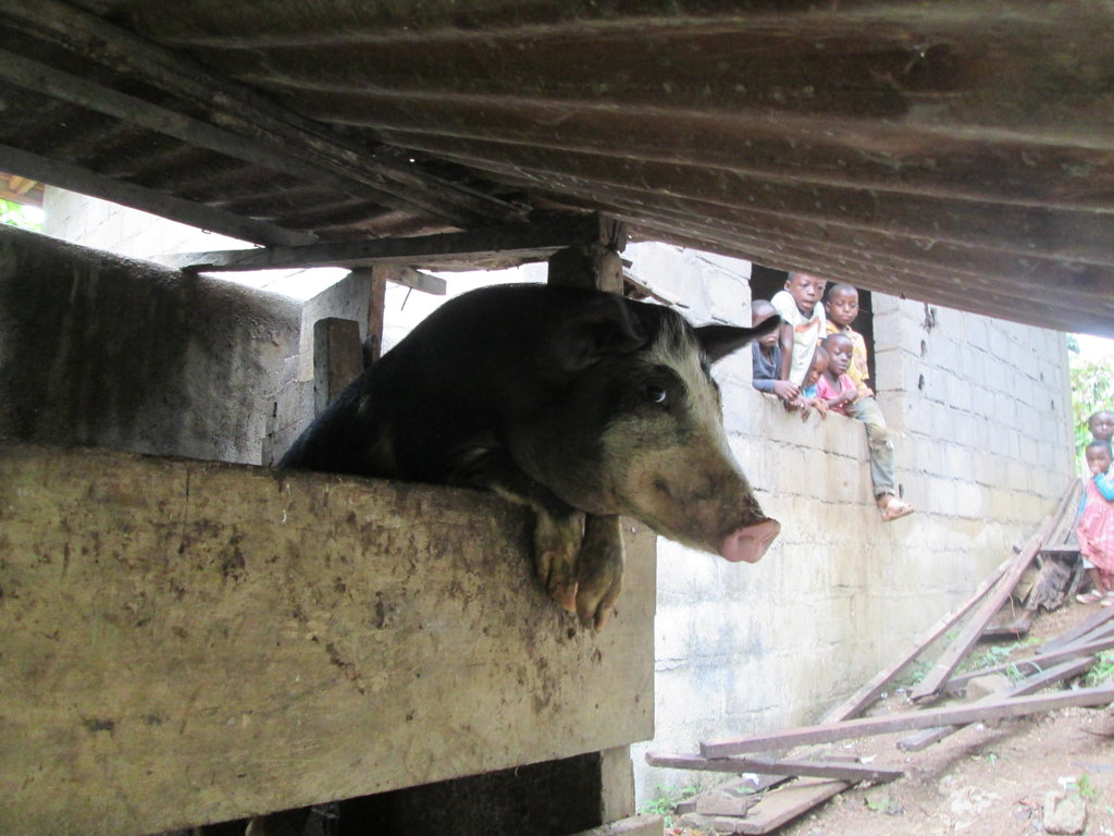 Fish To Keep an Orphanage Alive