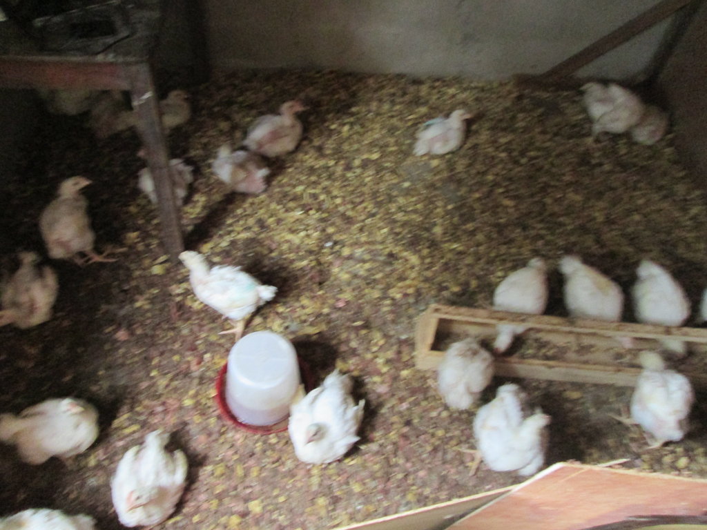 Fish To Keep an Orphanage Alive