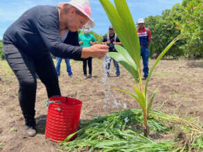 A young coconut tree planted in 2021