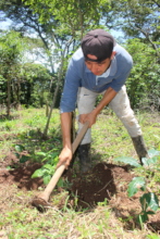 Planting new trees at a farmers' cooperative