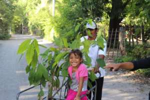 Carting cacao trees to their new home