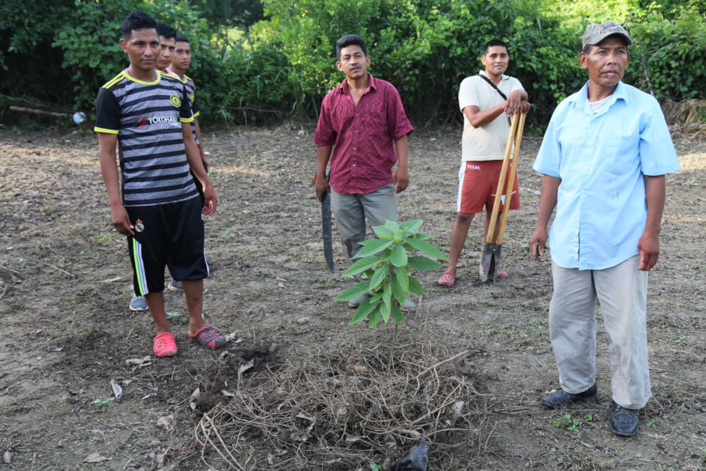 100,000 Fruit Trees for El Salvador