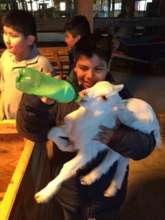 Feeding the baby goats