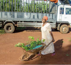 Distributing trees in Jinja in 2021
