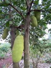 A healthy jackfruit tree planted in 2018