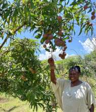 Farmer Betty with her mango trees