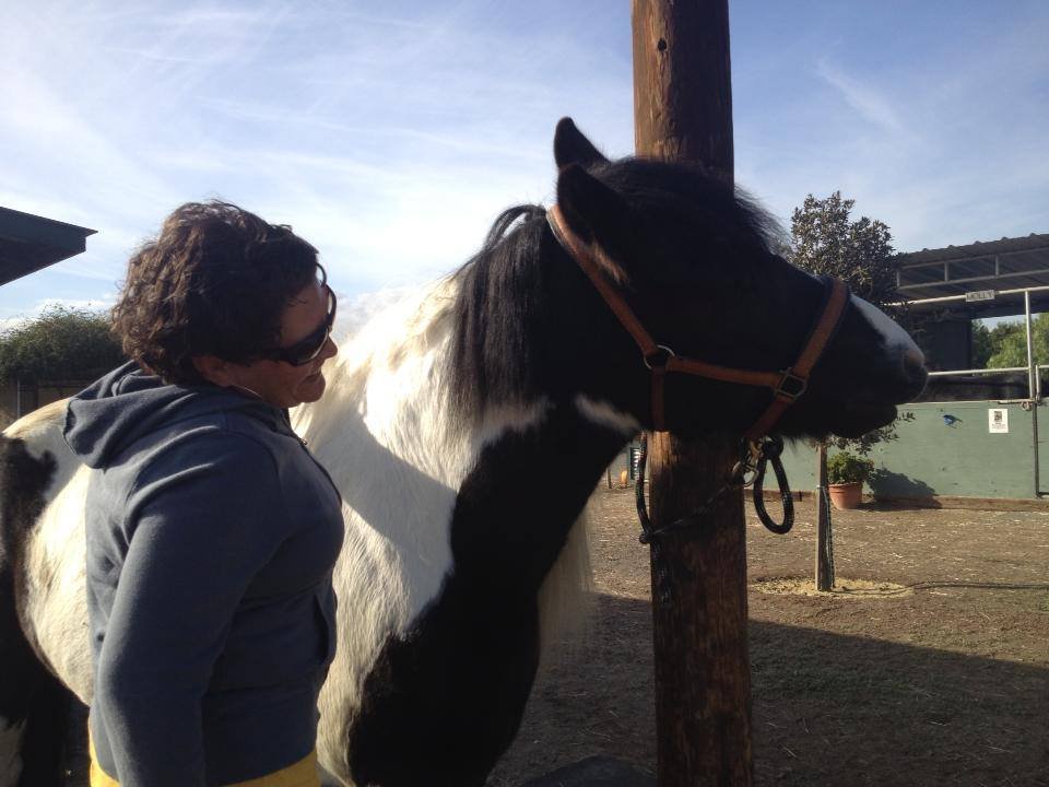 Support Our Team of Therapy Horses