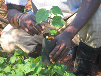 Gombe School of Environment and Society (GOSESO)